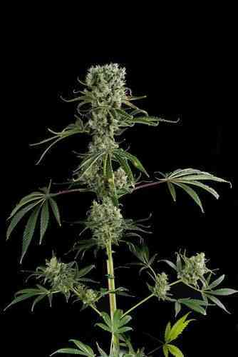 Moby Dick #2 > Dinafem Seeds | Feminized Cannabis   |  Hybrid